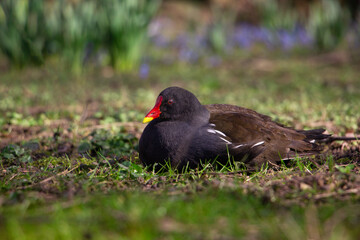 Common moorhen. Gallinula chloropus, Malaga, Germany