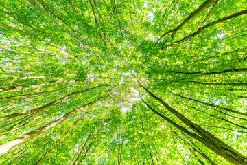 a great view up into the trees direction sky, sunstars, fresh green and blue sky, treetops, Germany