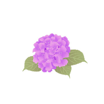 紫色の紫陽花