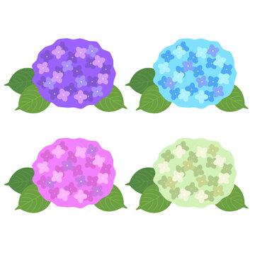 可愛く咲く色とりどりの紫陽花