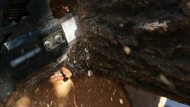 Close up and Slow motion while using gas powered chainsaw to slice through large oak log or stump making fire wood for winter season.