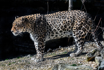Persian leopard. Latin name - Panthera pardus saxicolor	