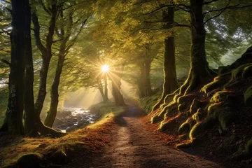 Foto op Plexiglas a path through a forest with trees and sun rays © Galina