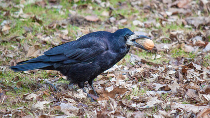 winged blackbird