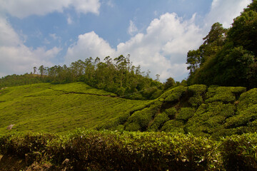 Obraz premium Tea plantation in Munnar, India