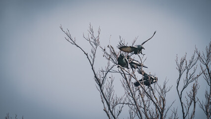 Raben die auf einem Bau sitzen © Robert