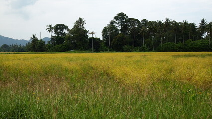 Rice paddy field in Penang Malaysia