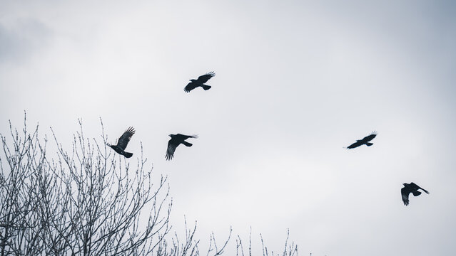 mehrere fliegende Raben w&auml;hrend der Balz, minimalistischer Bildaufbau