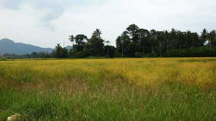 Fototapeta premium Landscape with yellow and green color rice paddy field