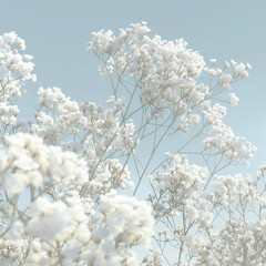 Dense cluster of Gypsophila (baby's breath) flowers, delicate white blooms, soft natural daylight