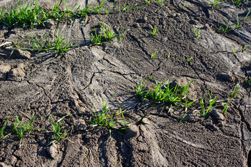 sample of dry soil with green springs isolated in sunny day
