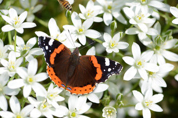 Schmetterling 1133 © K.-U. Häßler