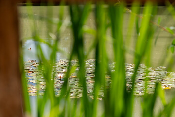 Seerosen im Teich