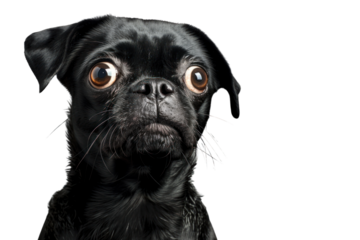 Stupid looking black dog,Isolated on a transparent background.