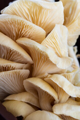 abstract macro Mushrooms background. Background pattern for design