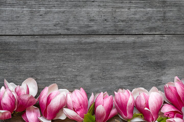 Pink magnolia flowers on rustic wooden background. Flat lay. Top view. Spring holiday background....