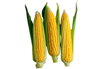 Top view of fresh corn,Isolated on a transparent background.