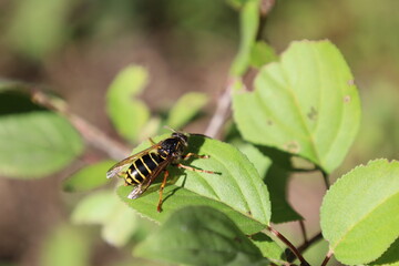 Fototapeta premium close up european wasp on leaves