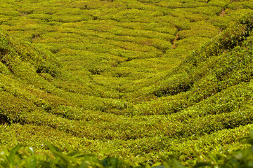 Tea plantation in Munnar, India