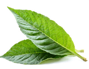Obraz premium Frische Tabakblätter isoliert auf weißen Hintergrund, Freisteller