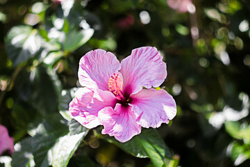 Fototapeta premium pink flowers, china rose