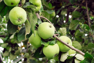 green unripe apples growing on an apple tree in an orchard