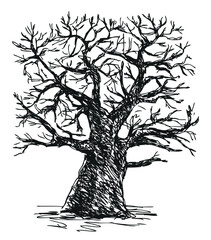 Tree bare old oak single silhouette sketch vector hand drawn illustration isolated on white - 750847706