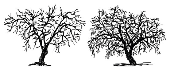 Trees bare old two willow silhouettes sketch vector hand drawn illustration isolated on white - 750847754