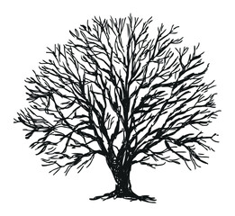 Tree bare single oak silhouette sketch vector hand drawn illustration isolated on white - 750847763