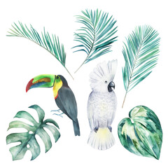 Watercolor tropical collection with parrots and leaves. Hand drawn illustration on white background