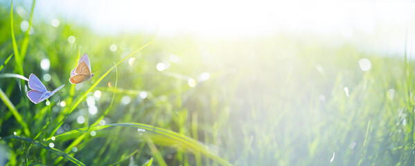 natural Spring or Summer Green Grass field with butterfly and sunny bokeh background - 750848578