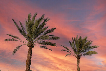 Palm and date palm trees at sunset.jeddah saudi arabia