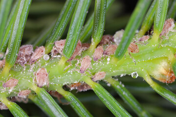 The bark louse also colled Red-brown powdered spruce tree louse (Cinara pilicornis) colonized...