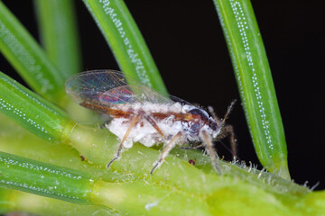 The bark louse also colled Red-brown powdered spruce tree louse (Cinara pilicornis) colonized...