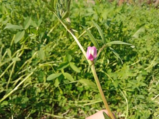 Flower of the Vicia sativa or vetch flower or garden vetch red flower or flower of the tare or simply vetch