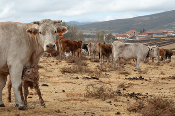 Fototapeta premium Rebaño de ganado bovino con una vaca y su ternero recién nacido en primer término, Guadalajara, España.