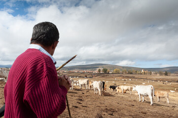 Un pastor cuida de un rebaño de vacas y terneros en la sierra norte de Guadalajara, España.