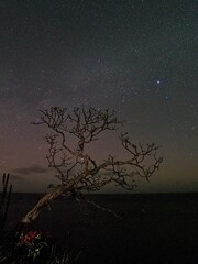 Tree with a starry sky in Redonda Bay in Rivas, Nicaragua