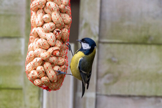 sikorka przy karmniku z orzeszkami ziemnymi