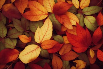 A group of colorful leaves