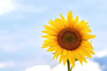 one sunflower flower close-up against the sky with light clouds. A sunny image