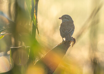 shrike bird in a corn field ((Lanius collurio) © Henryk Niestrój