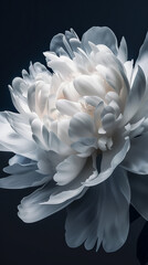 Single white peony on a dark background, Dramatic lighting to highlight the contrast and intricate details of the petals