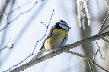 sikorka modraszka zwyczajna (Cyanistes caeruleus) na gałęzi drzewa © Henryk Niestrój