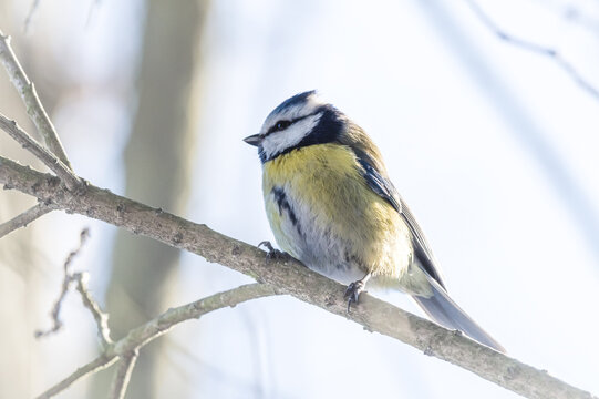 sikorka modraszka zwyczajna (Cyanistes caeruleus) na gałęzi drzewa