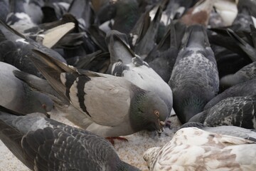 Obraz premium Flock of doves feeding on city street, closeup