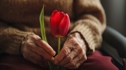 Red tulip in old female hands with Parkinson's disease close-up