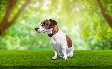 Stunning proud dog sitting at grass posing