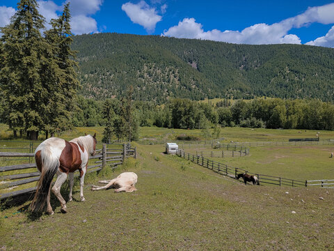Herd of Paint Horses Standing Watch Over Youngest Sleeping Horse with Green Mountain Background and Space for Text