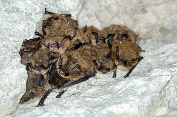 Brandt's bat (Myotis brandtii)	